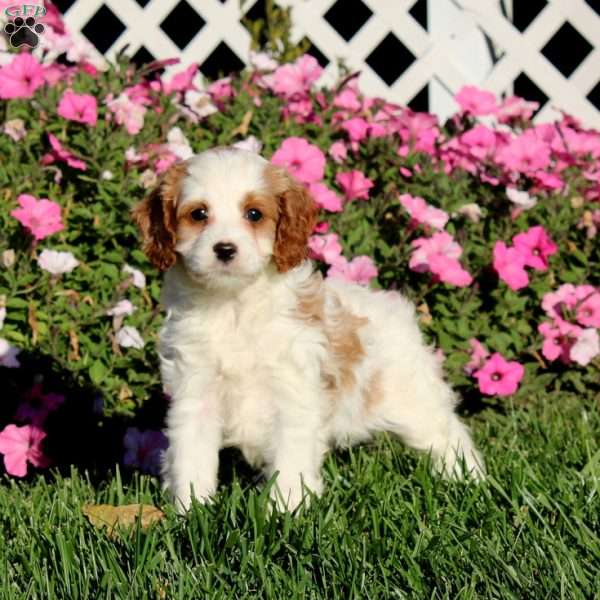 Bridget, Cavapoo Puppy