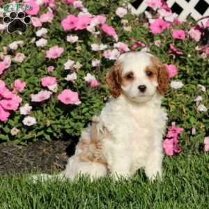 Bridget, Cavapoo Puppy