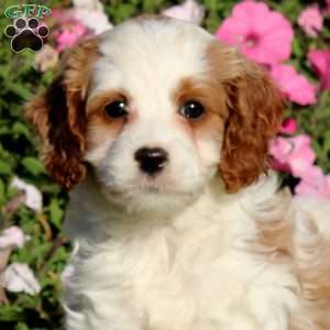 Bridget, Cavapoo Puppy