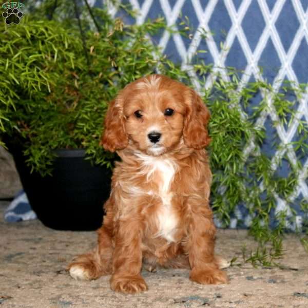 Brie, Cavapoo Puppy