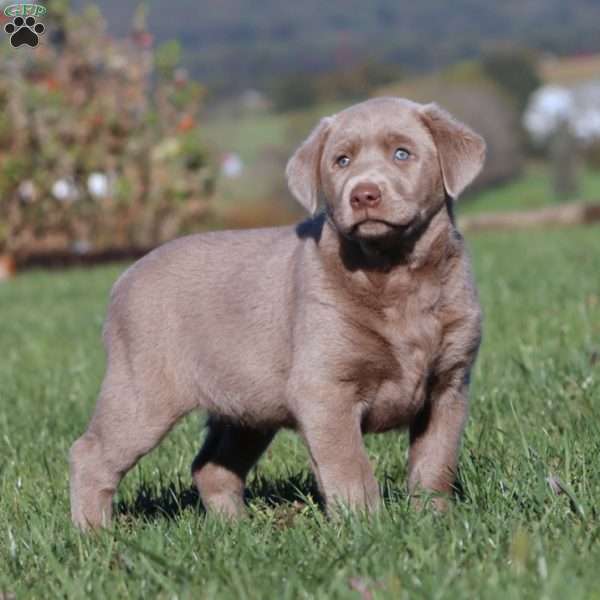 Brie, Silver Labrador Retriever Puppy