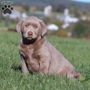 Brie, Silver Labrador Retriever Puppy