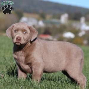 Brie, Silver Labrador Retriever Puppy