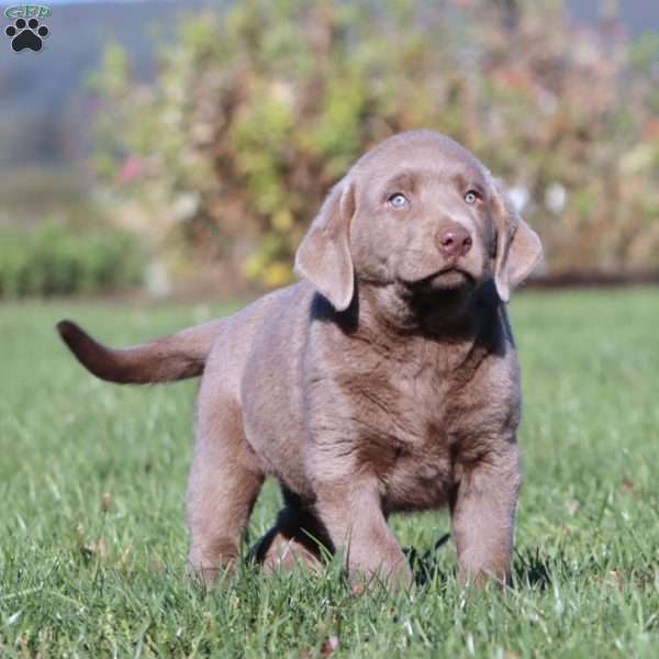 Bright, Silver Labrador Retriever Puppy