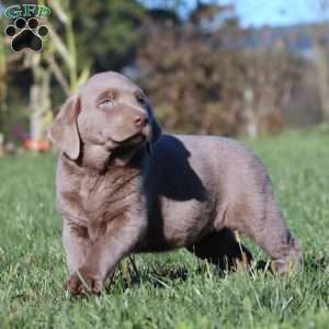 Bright, Silver Labrador Retriever Puppy