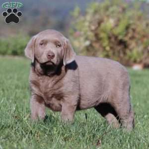 Bright, Silver Labrador Retriever Puppy