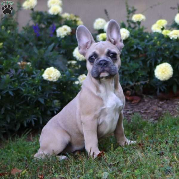 Brock, French Bulldog Puppy