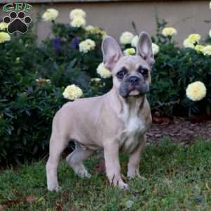 Brock, French Bulldog Puppy