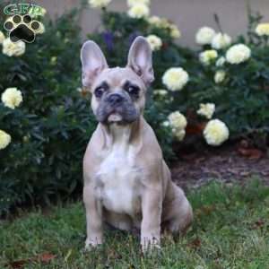 Brock, French Bulldog Puppy