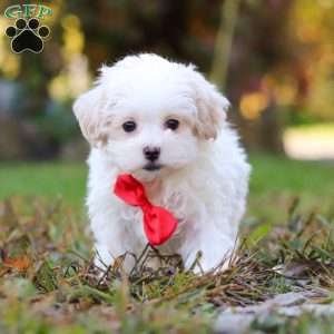 Brody, Maltipoo Puppy