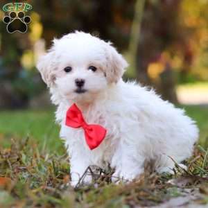 Brody, Maltipoo Puppy