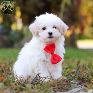 Brody, Maltipoo Puppy