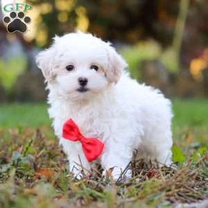 Brody, Maltipoo Puppy