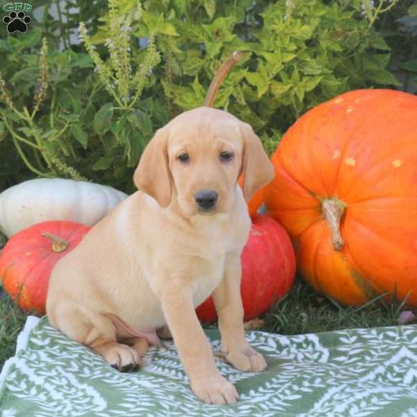 Brody, Yellow Labrador Retriever Puppy