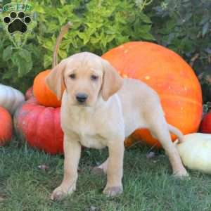 Brody, Yellow Labrador Retriever Puppy