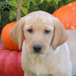 Brody, Yellow Labrador Retriever Puppy