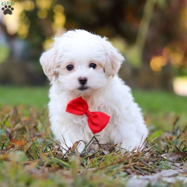 Brody, Maltipoo Puppy