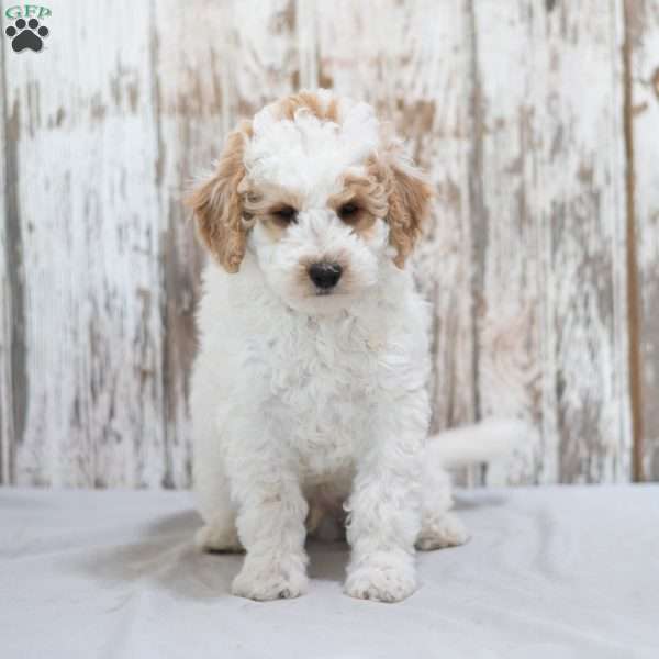 Bronson, Mini Labradoodle Puppy