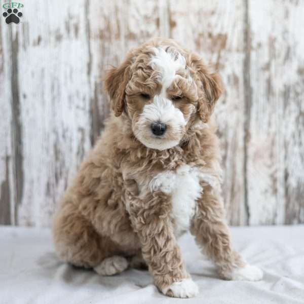 Bronx, Mini Labradoodle Puppy
