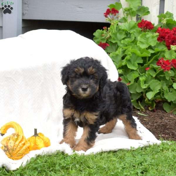 Brookie, Mini Whoodle Puppy