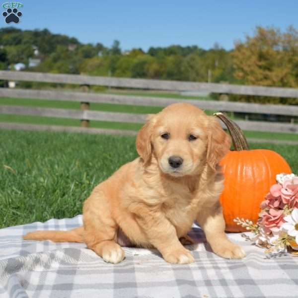 Brookie, Golden Retriever Puppy