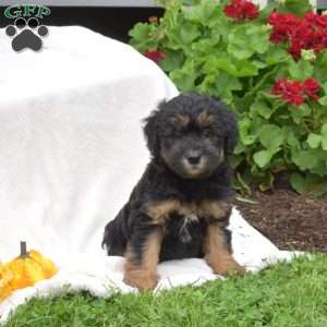Brookie, Mini Whoodle Puppy