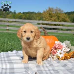 Brookie, Golden Retriever Puppy