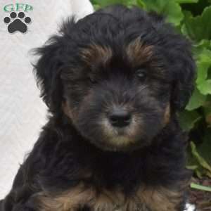 Brookie, Mini Whoodle Puppy