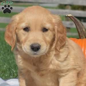 Brookie, Golden Retriever Puppy