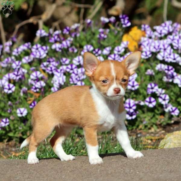 Brownie, Chihuahua Puppy