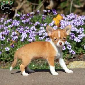 Brownie, Chihuahua Puppy
