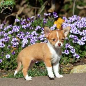 Brownie, Chihuahua Puppy
