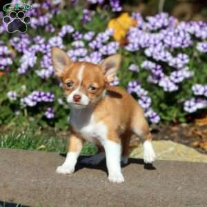 Brownie, Chihuahua Puppy