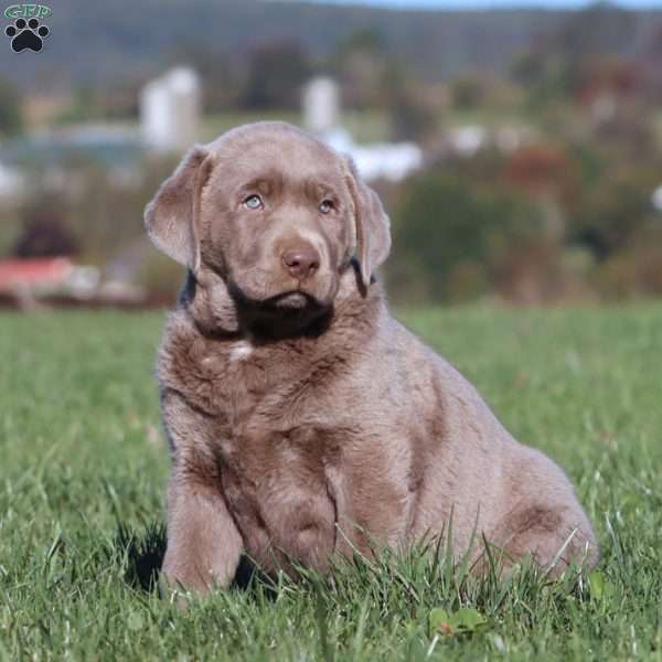Bryce, Silver Labrador Retriever Puppy