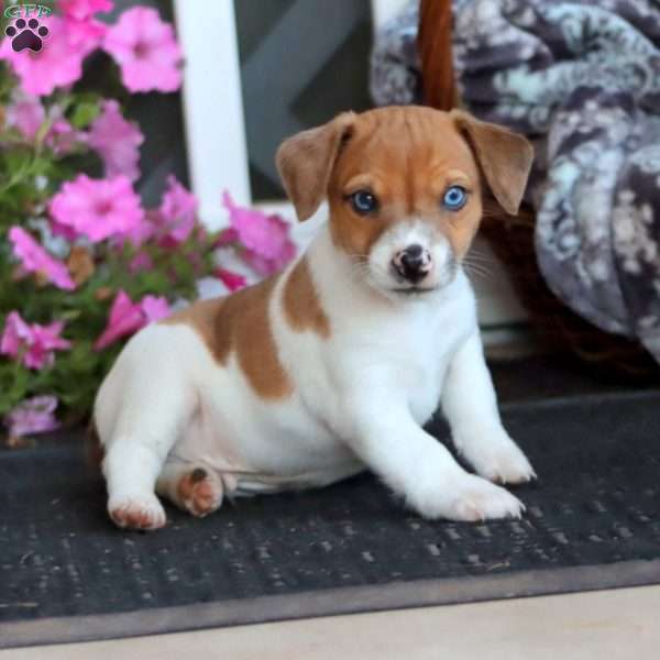 Bryce, Jack Russell Mix Puppy