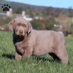 Bryce, Silver Labrador Retriever Puppy