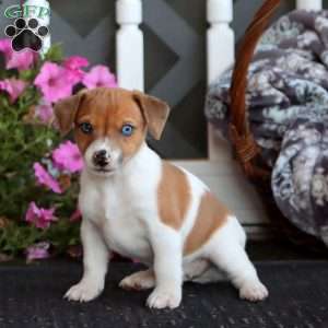Bryce, Jack Russell Mix Puppy