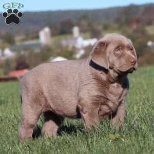 Bryce, Silver Labrador Retriever Puppy