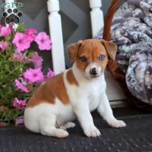 Bryce, Jack Russell Mix Puppy
