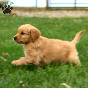 Bryson, Golden Retriever Puppy