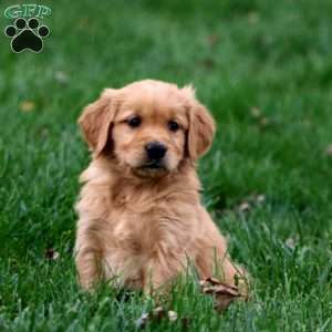Bryson, Golden Retriever Puppy