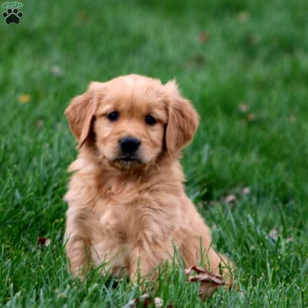 Bryson, Golden Retriever Puppy