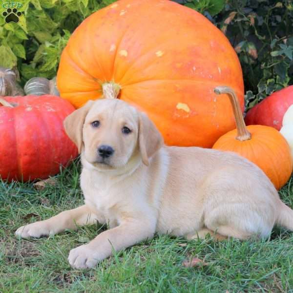 Bubbles, Yellow Labrador Retriever Puppy