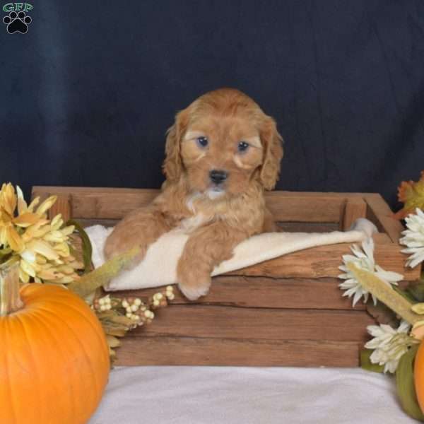 Bubbles, Cavapoo Puppy