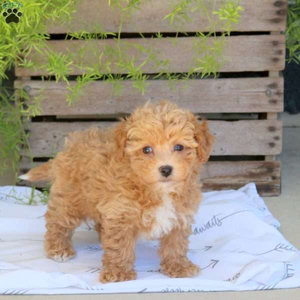 Bubbles, Bich-Poo Puppy