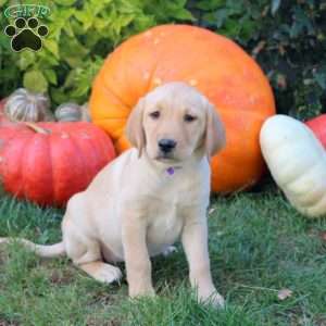 Bubbles, Yellow Labrador Retriever Puppy
