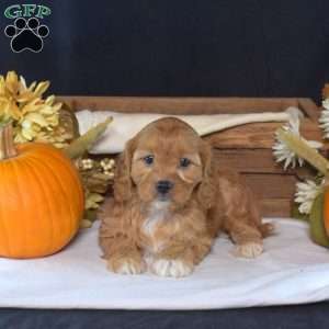 Bubbles, Cavapoo Puppy