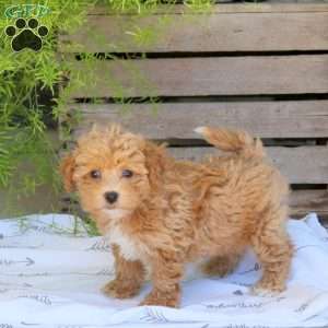 Bubbles, Bich-Poo Puppy