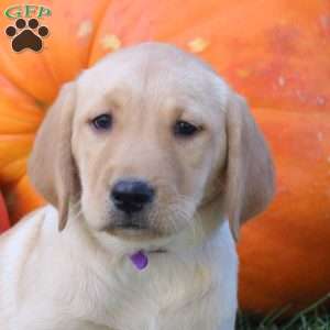 Bubbles, Yellow Labrador Retriever Puppy