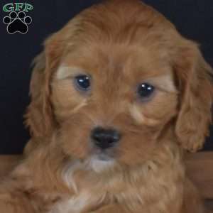 Bubbles, Cavapoo Puppy